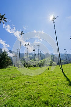 Valle de Cocora, Salento, QuindÃÂ ÃÂ­o, Colombia photo